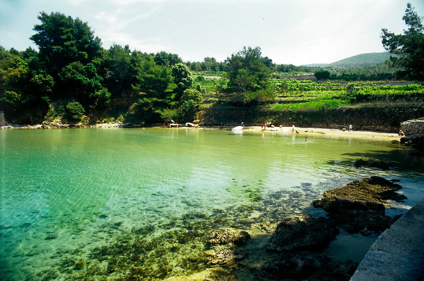 Grebišće bay east of Jelsa — shallow turquoise water, a sandy shelf and pines to the shore